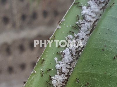 Cochinilla de la platanera